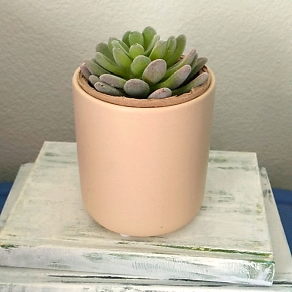 Succulent in a ceramic pot - Picture 2 of 9